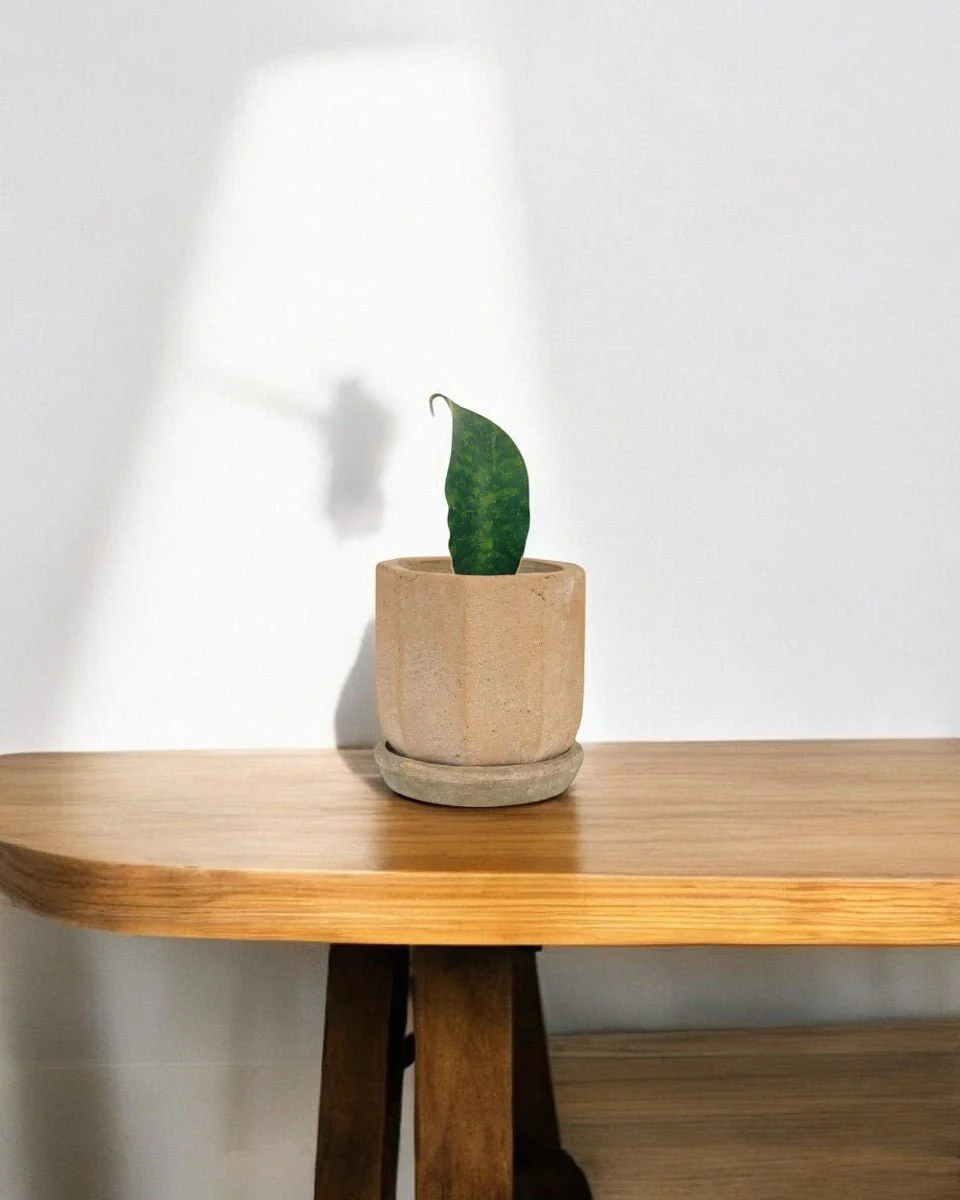 Junior Whale Fin Sansevieria Plant - Image 8