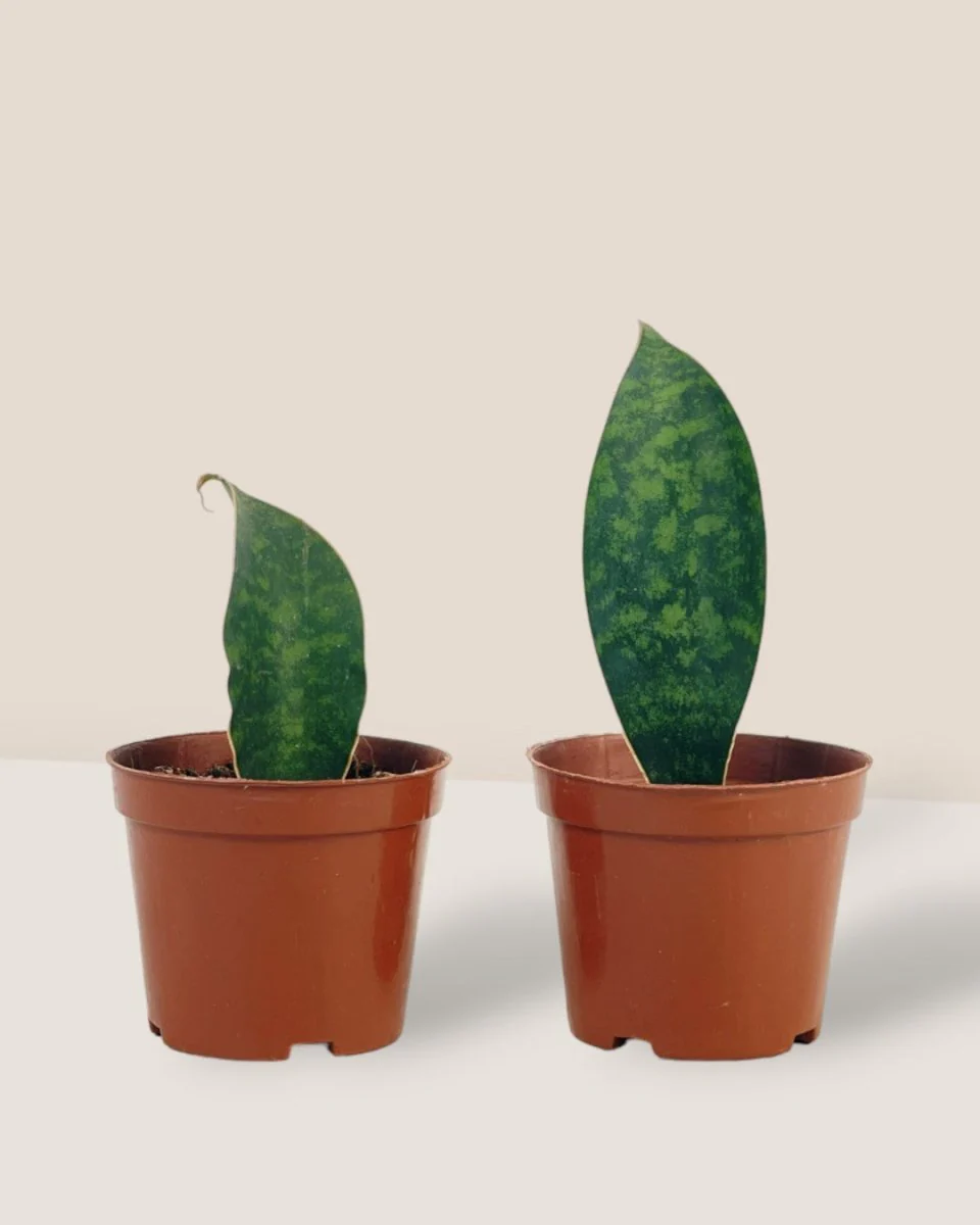 Junior Whale Fin Sansevieria Plant - Image 9