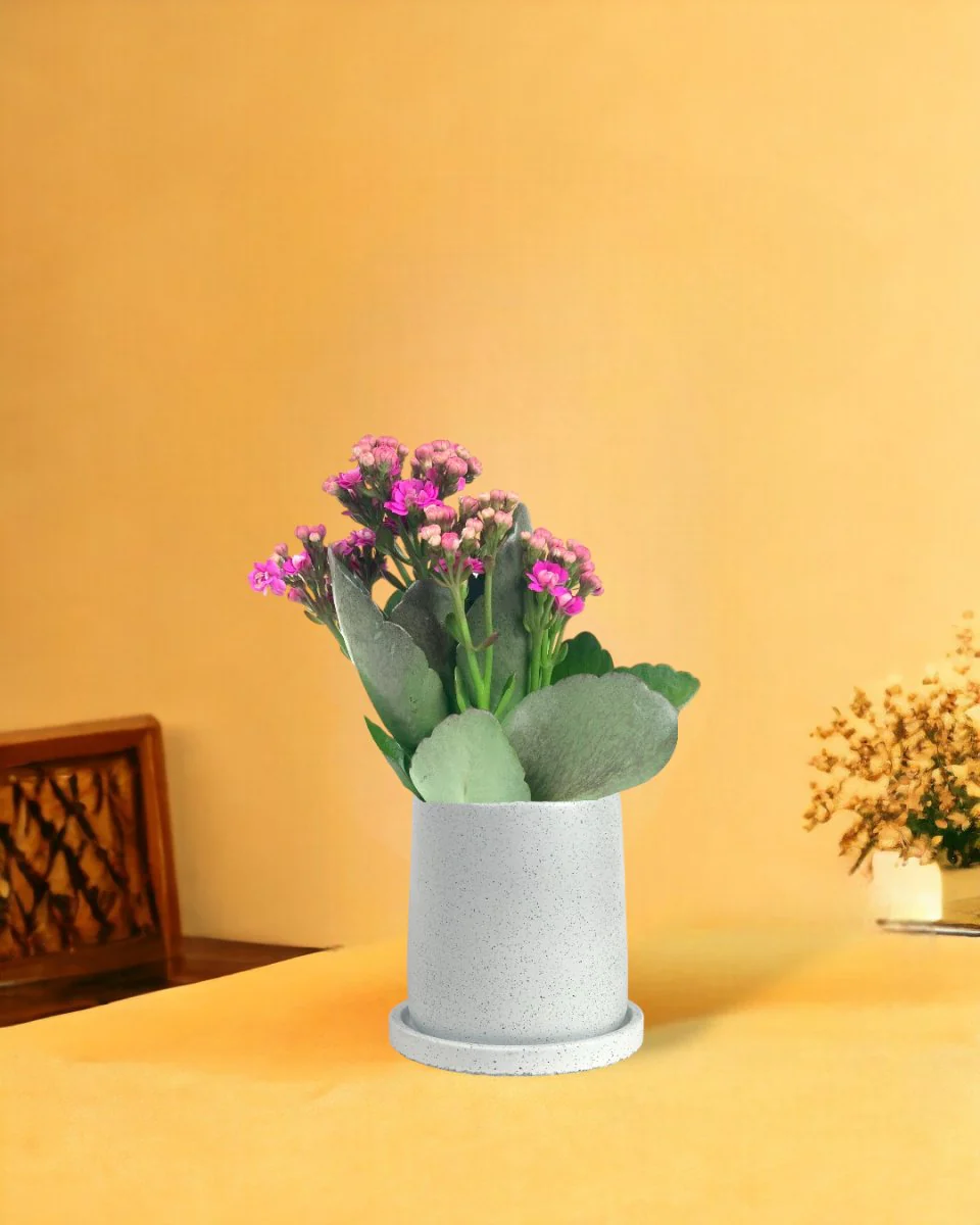 Kalanchoe Baby - Image 10