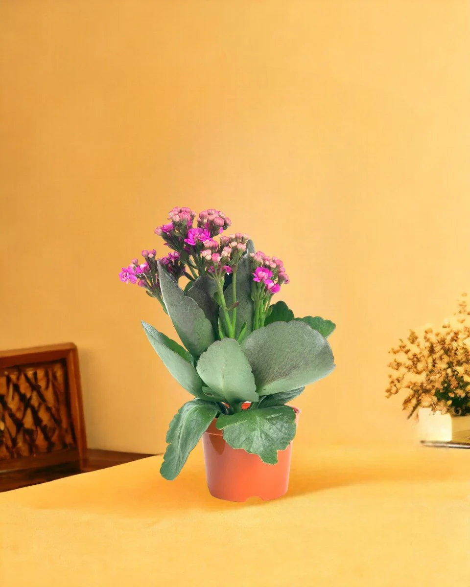 Kalanchoe Baby - Image 11