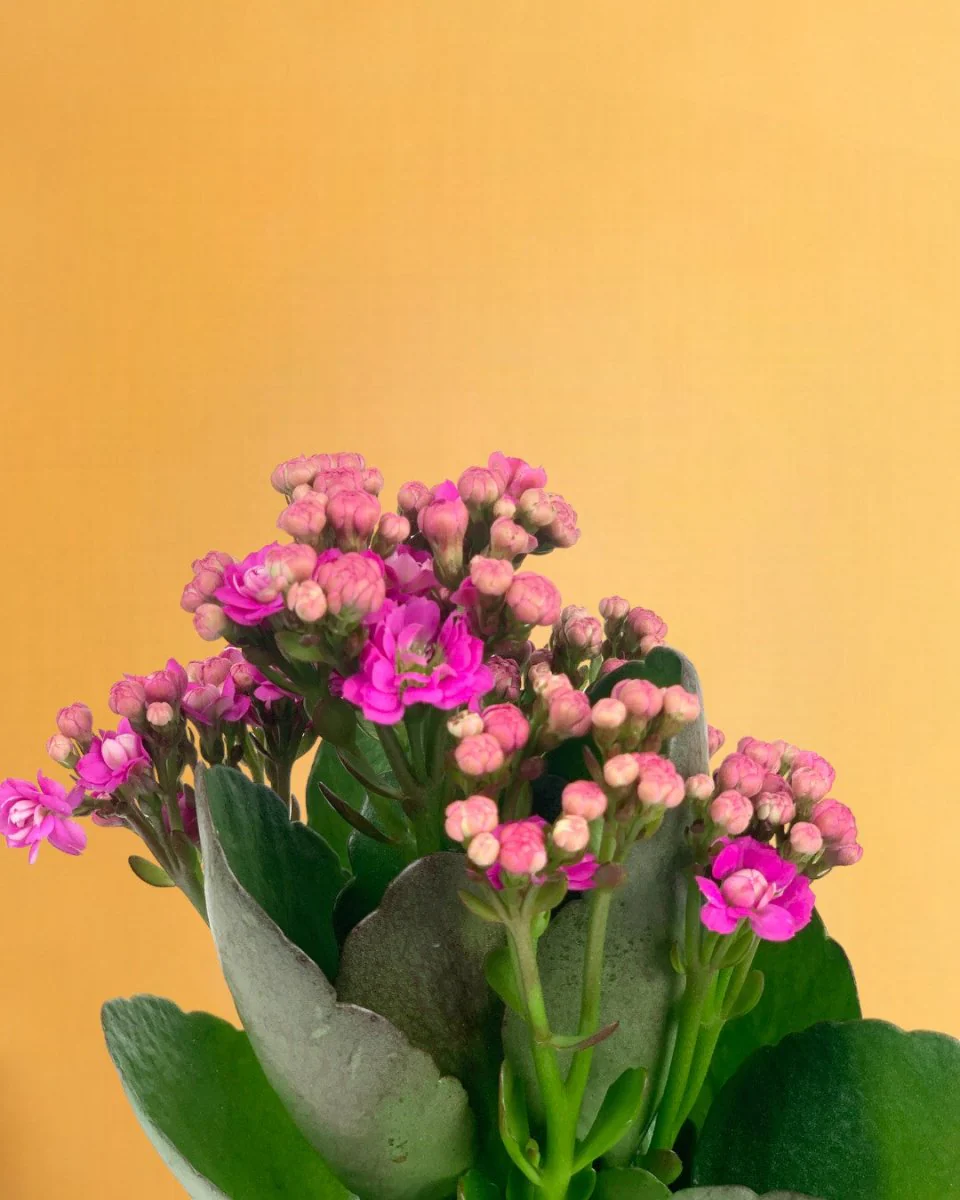 Kalanchoe Baby - Image 12