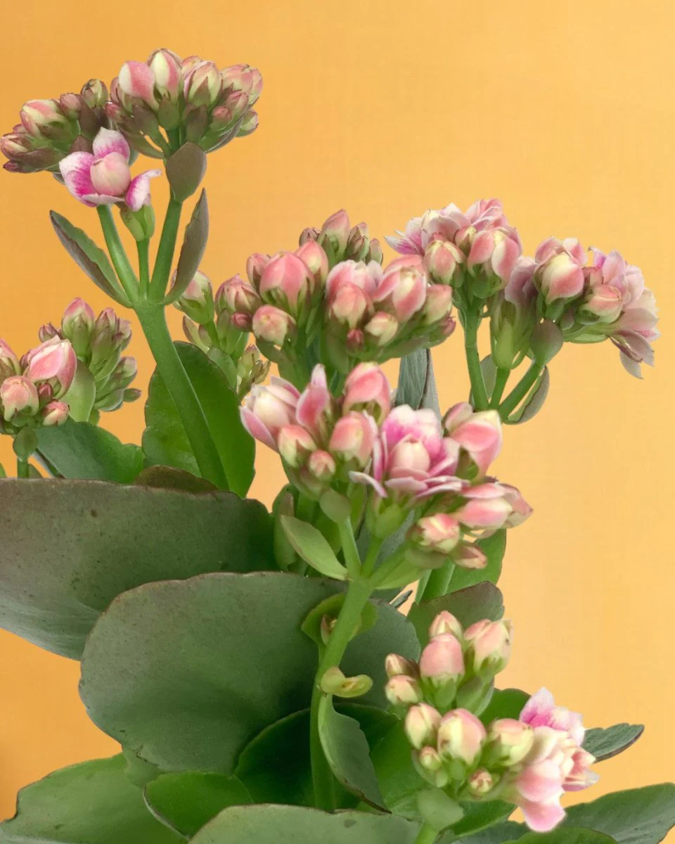 Kalanchoe Baby - Image 13