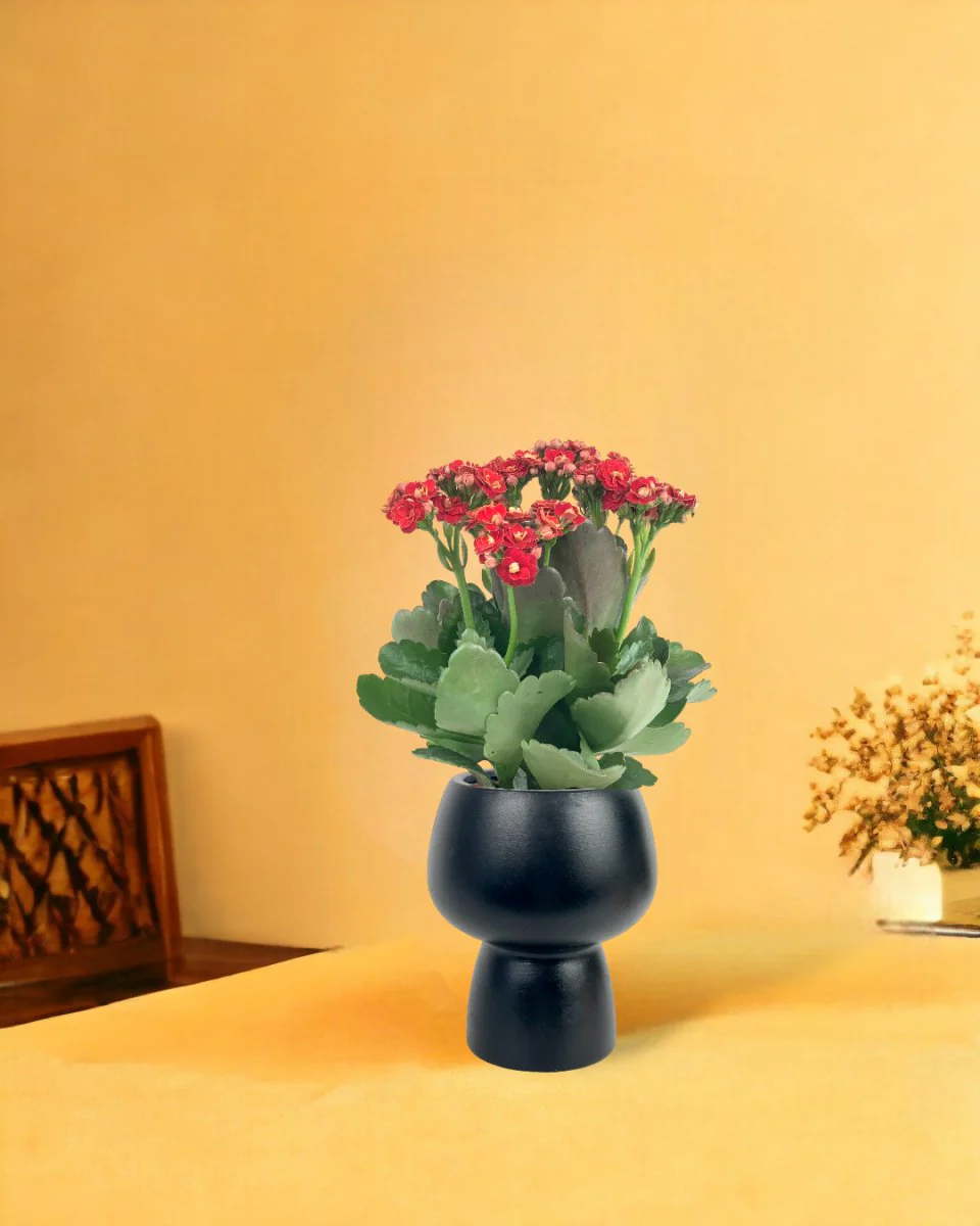 Kalanchoe Baby - Image 14