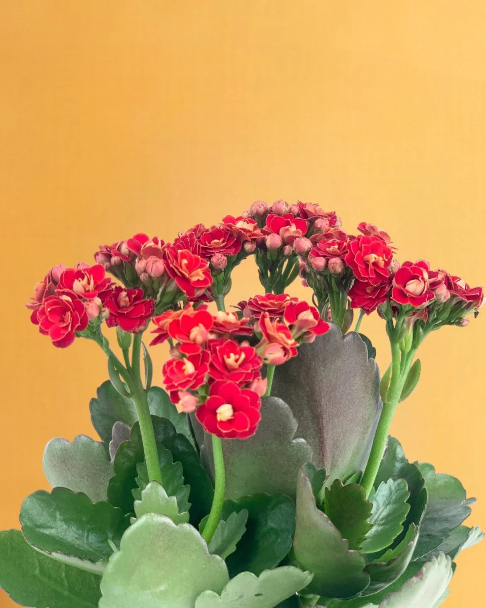 Kalanchoe Baby - Image 15