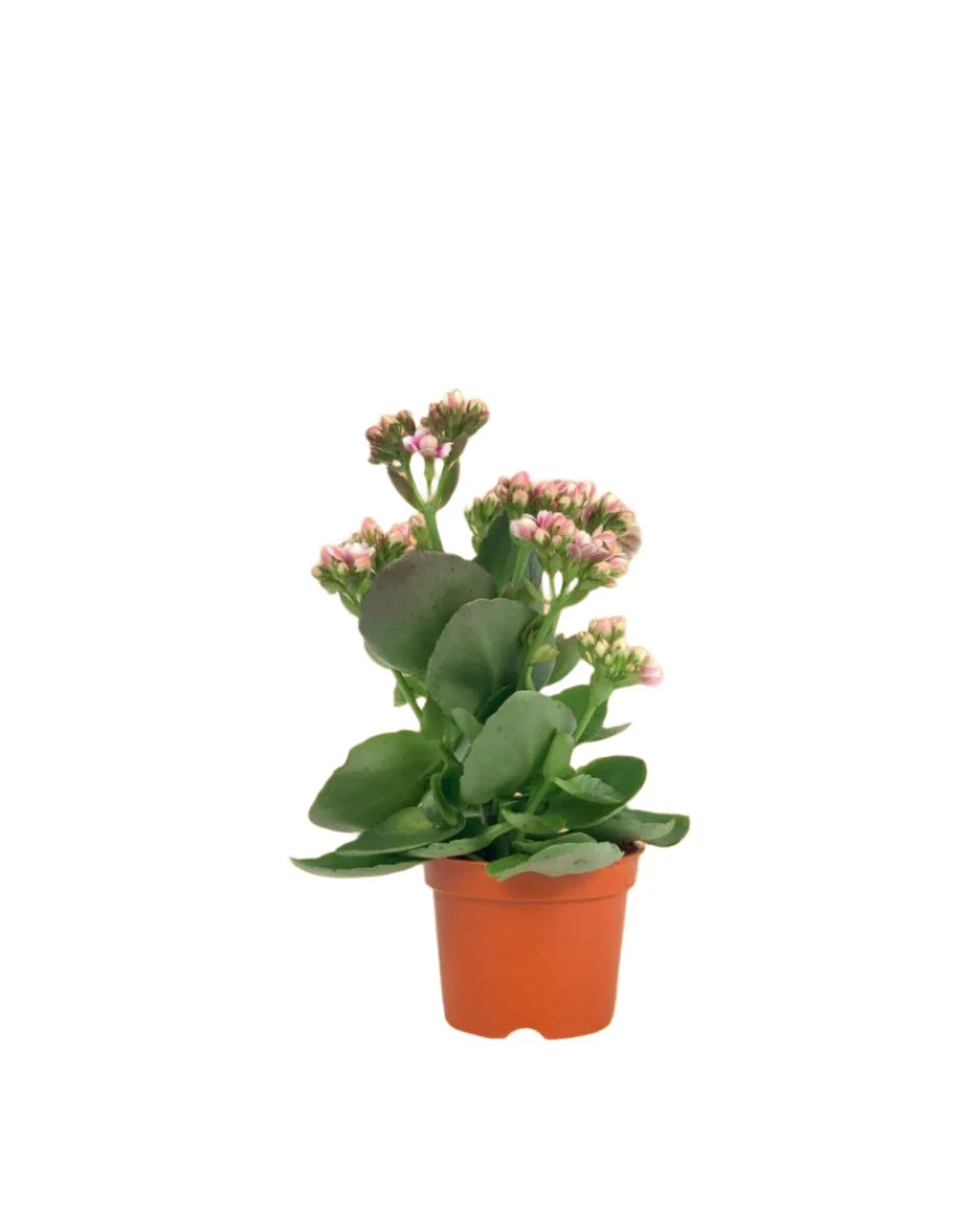 Kalanchoe Baby - Image 16