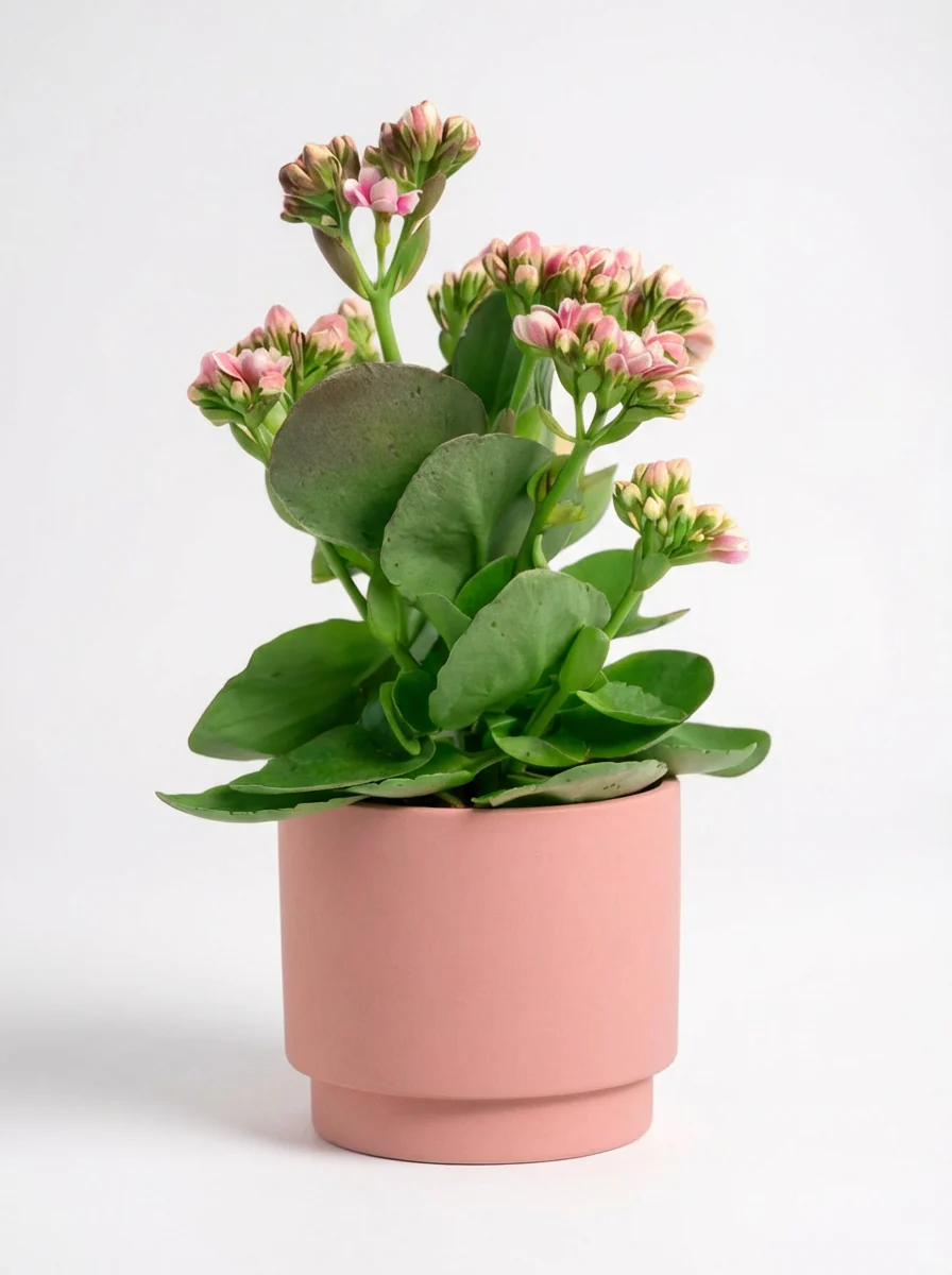 Kalanchoe Baby - Image 4