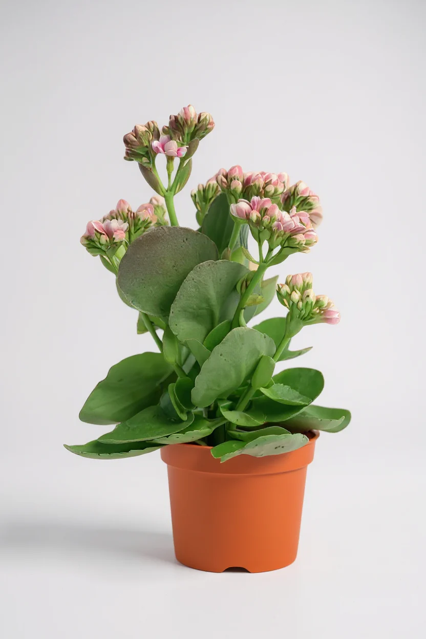 Kalanchoe Baby - Image 5