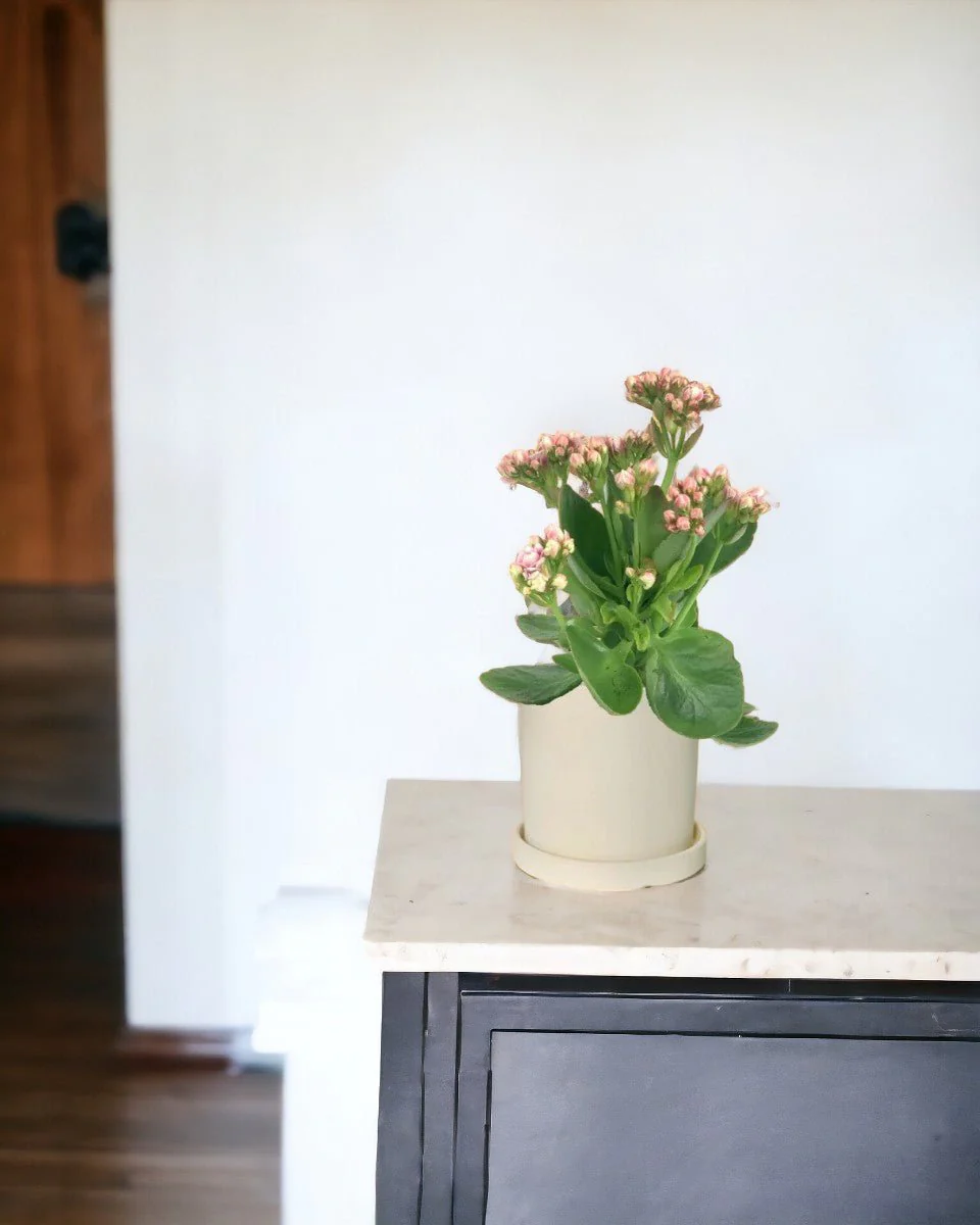 Kalanchoe Baby - Image 6