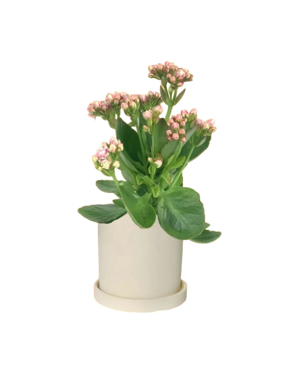 Kalanchoe Baby - Image 7