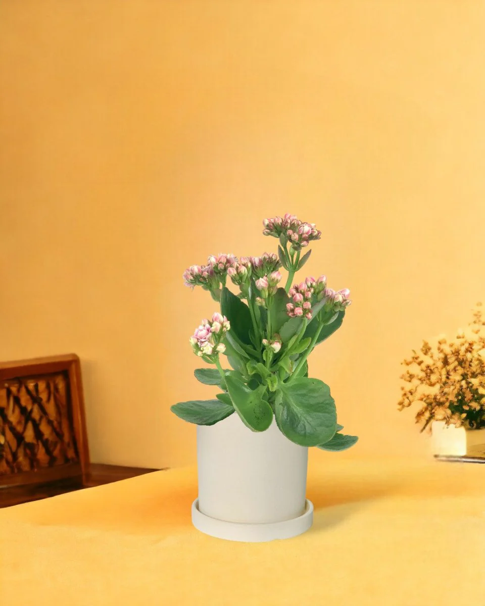 Kalanchoe Baby - Image 8