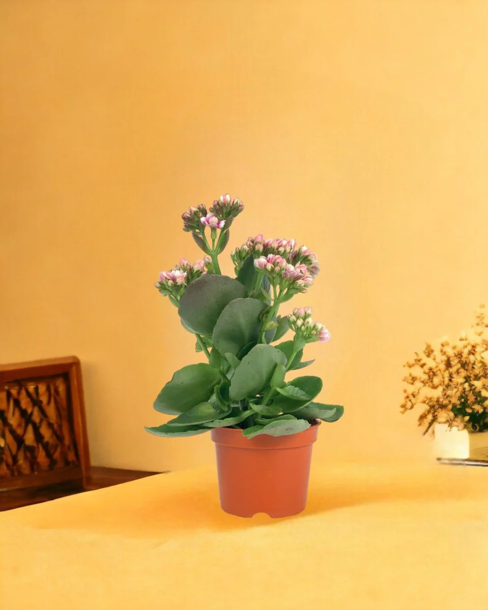 Kalanchoe Baby - Image 9