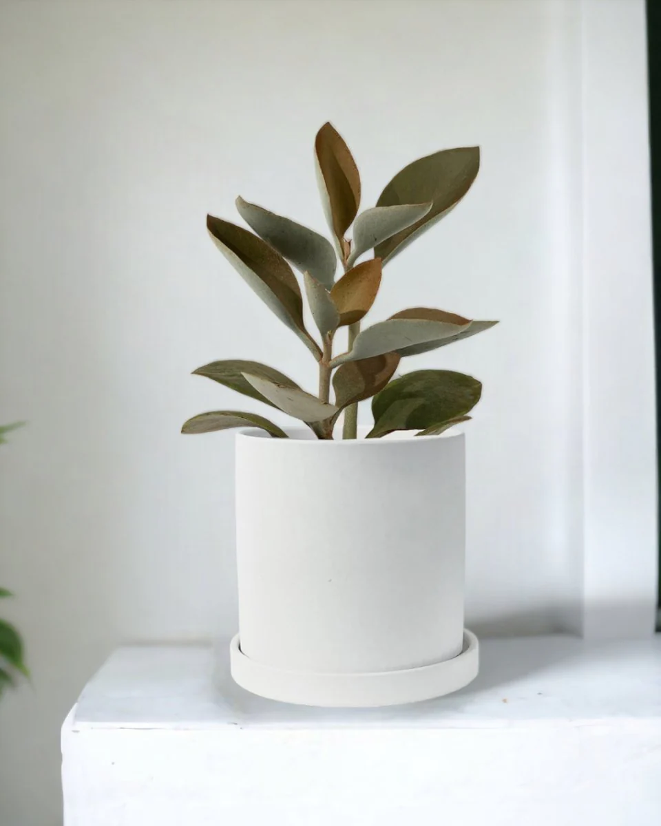 Kalanchoe ‘Copper Spoons’ - Image 11