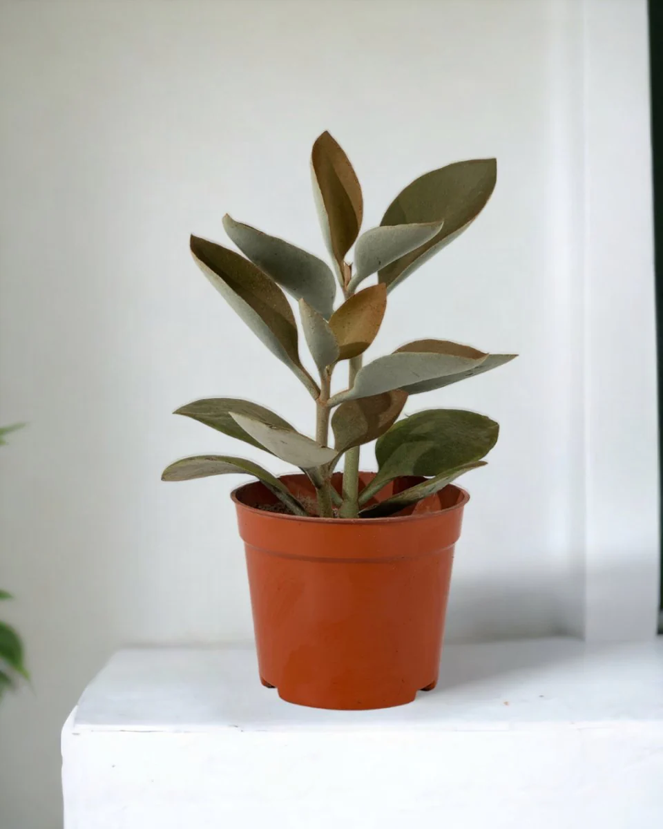 Kalanchoe ‘Copper Spoons’ - Image 12
