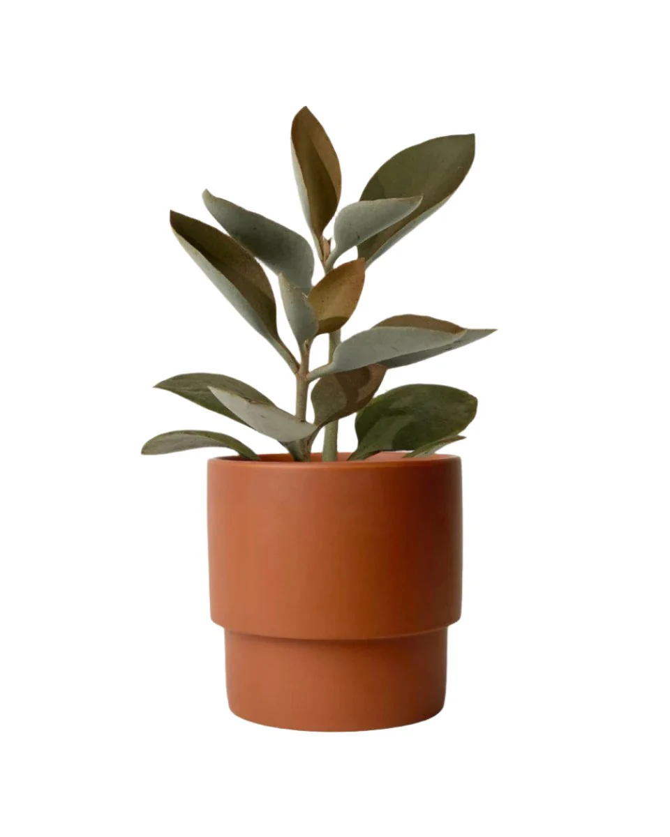 Kalanchoe ‘Copper Spoons’ - Image 13