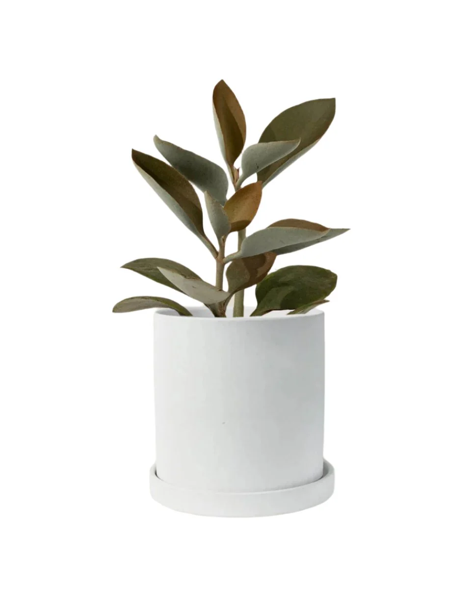 Kalanchoe ‘Copper Spoons’ - Image 15