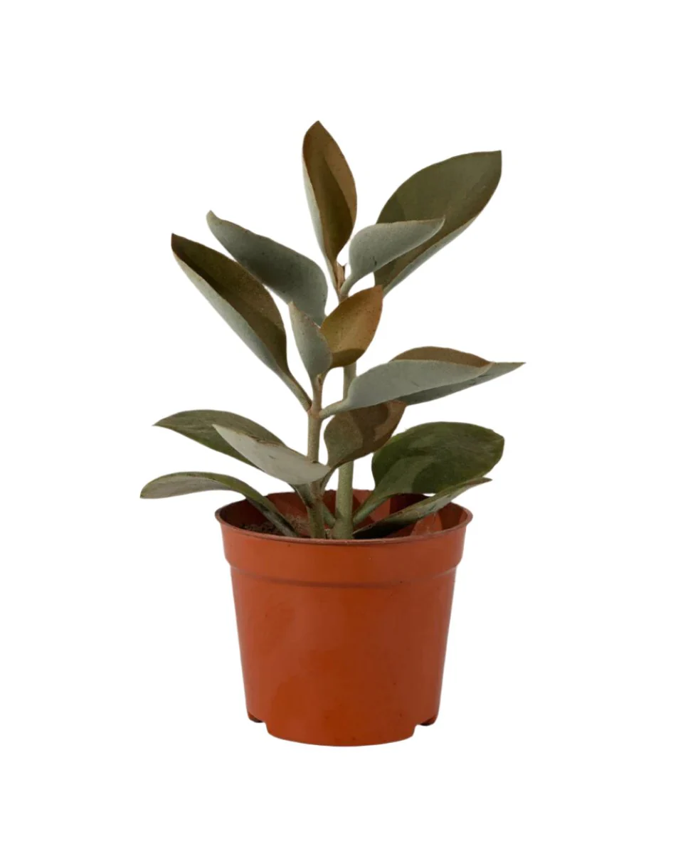 Kalanchoe ‘Copper Spoons’ - Image 16