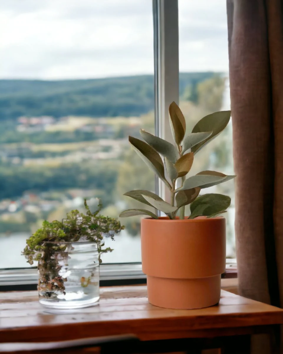 Kalanchoe ‘Copper Spoons’ - Image 2