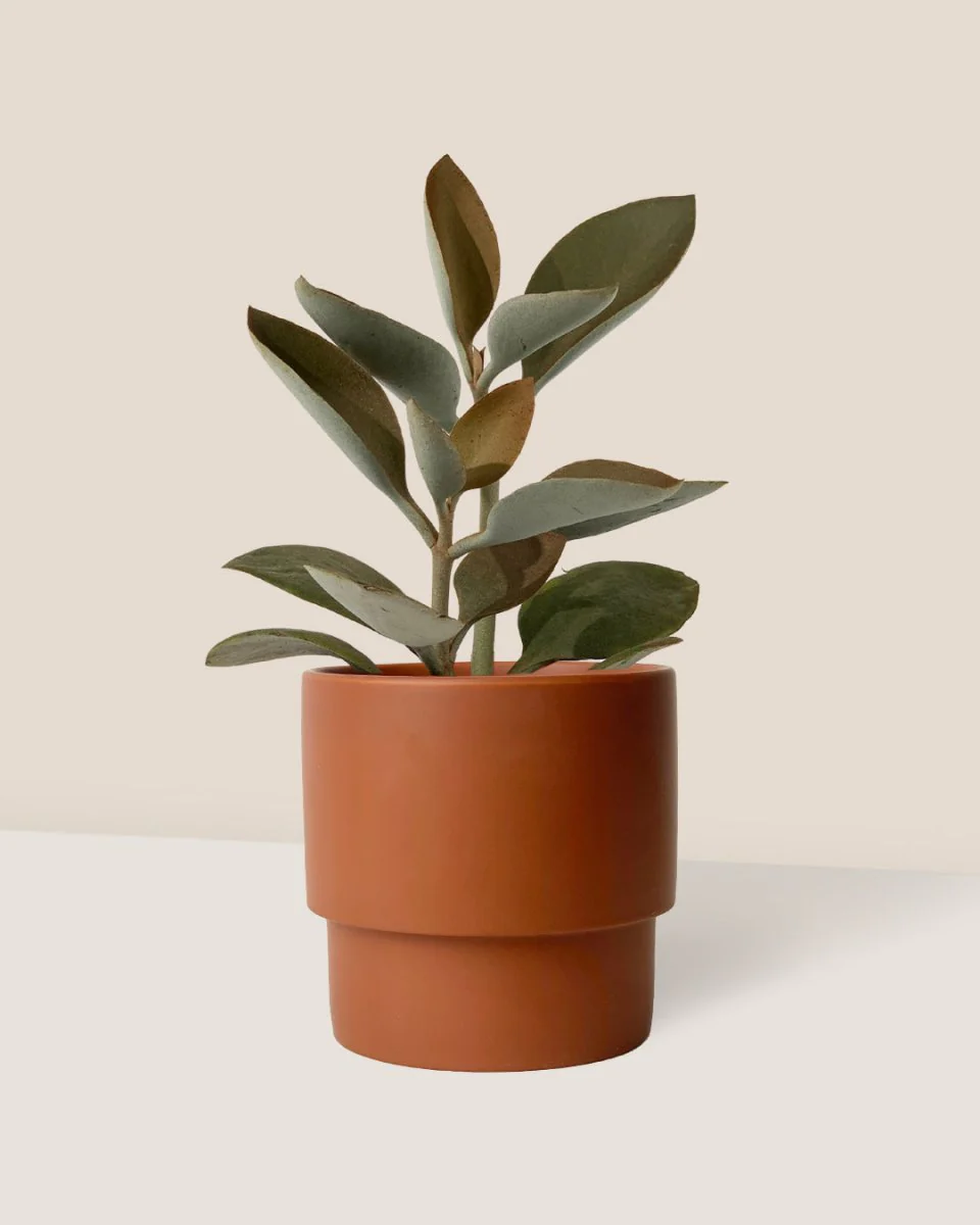 Kalanchoe ‘Copper Spoons’ - Image 3