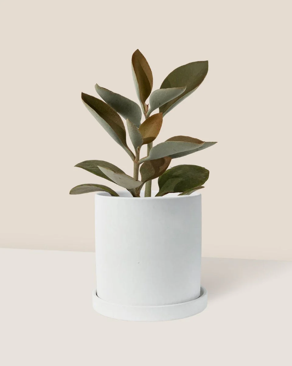 Kalanchoe ‘Copper Spoons’ - Image 5