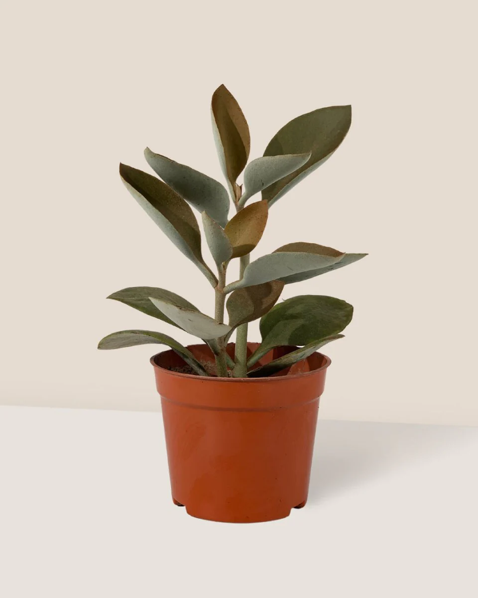 Kalanchoe ‘Copper Spoons’ - Image 6