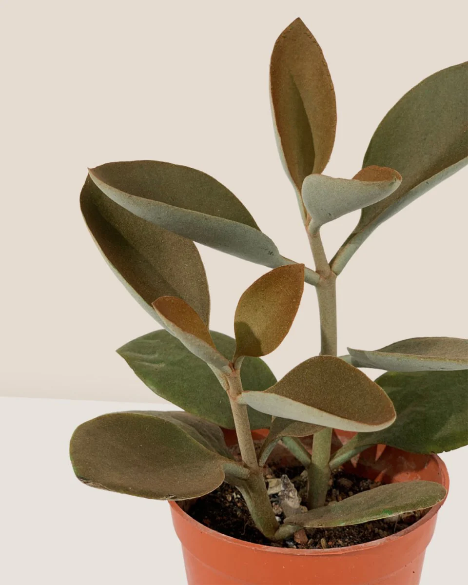 Kalanchoe ‘Copper Spoons’ - Image 7