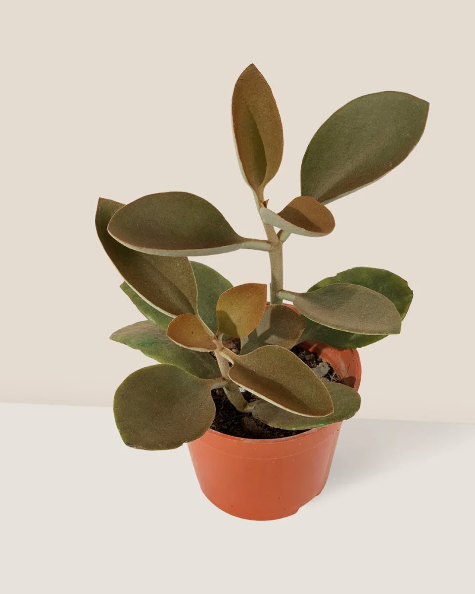 Kalanchoe ‘Copper Spoons’ - Image 8