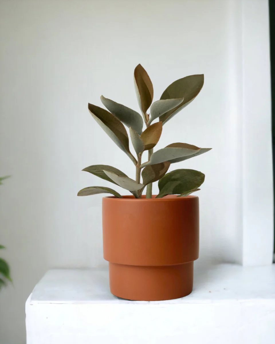 Kalanchoe ‘Copper Spoons’ - Image 9