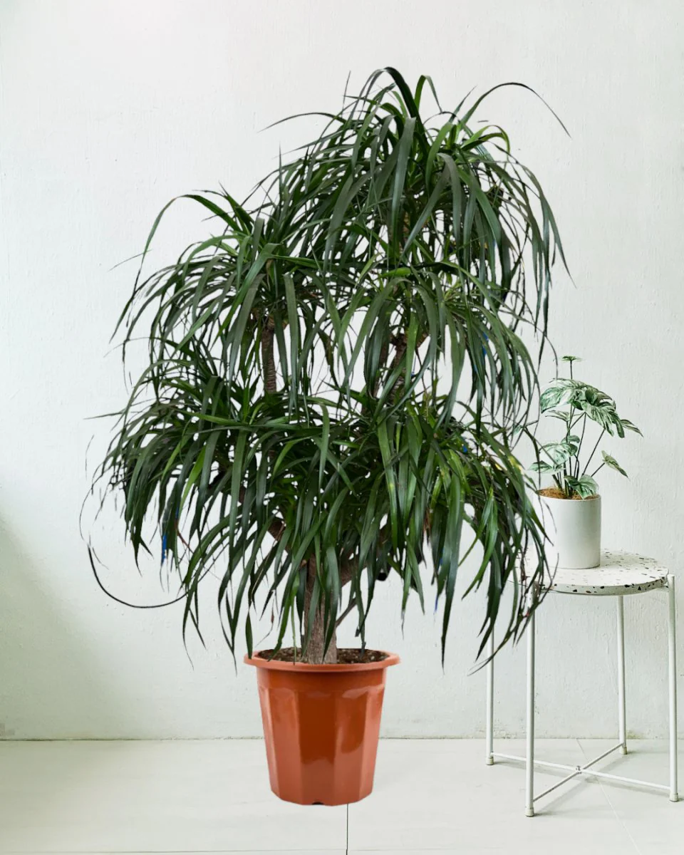 Large Dracaena Tree - Image 3