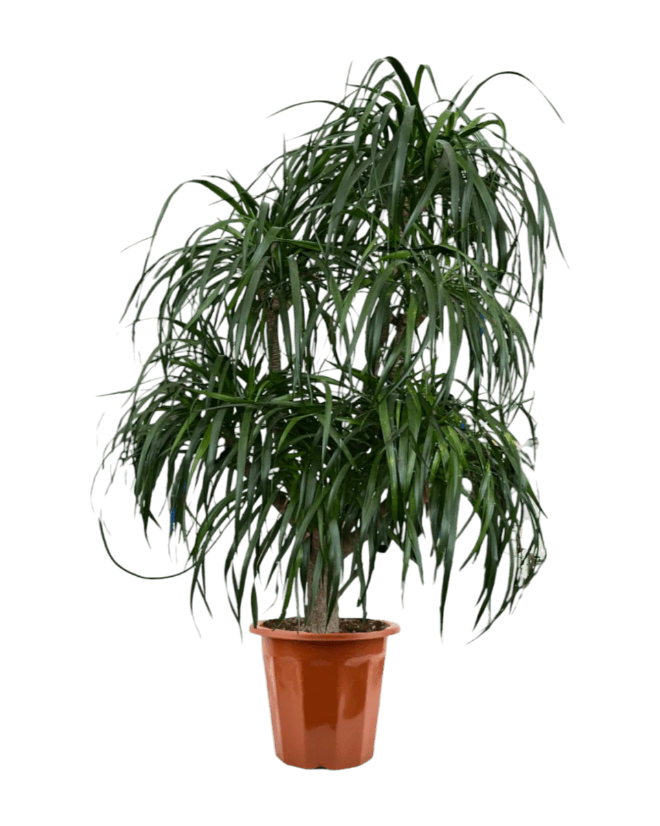 Large Dracaena Tree - Image 4