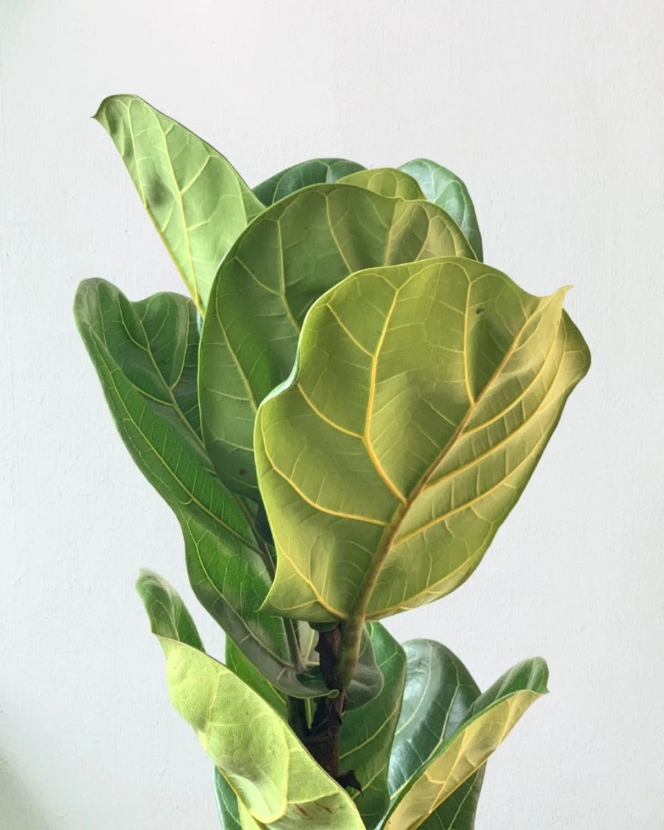 Large Ficus Lyrata - Image 10