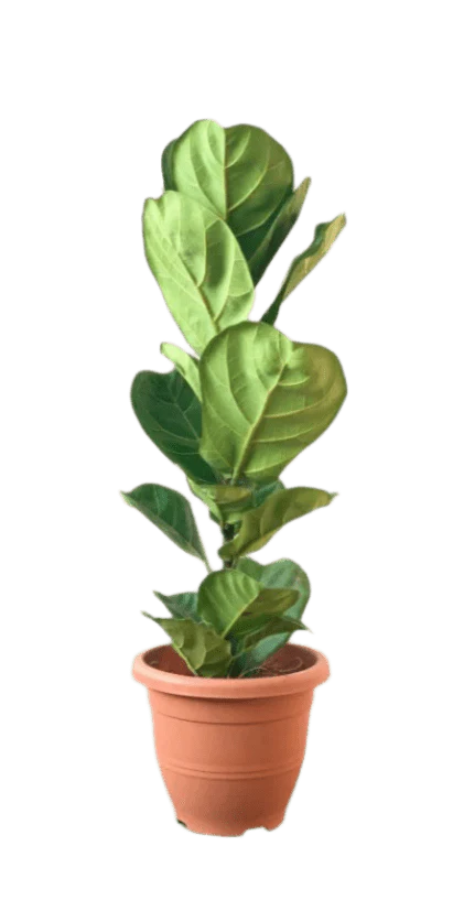 Large Ficus Lyrata - Image 11