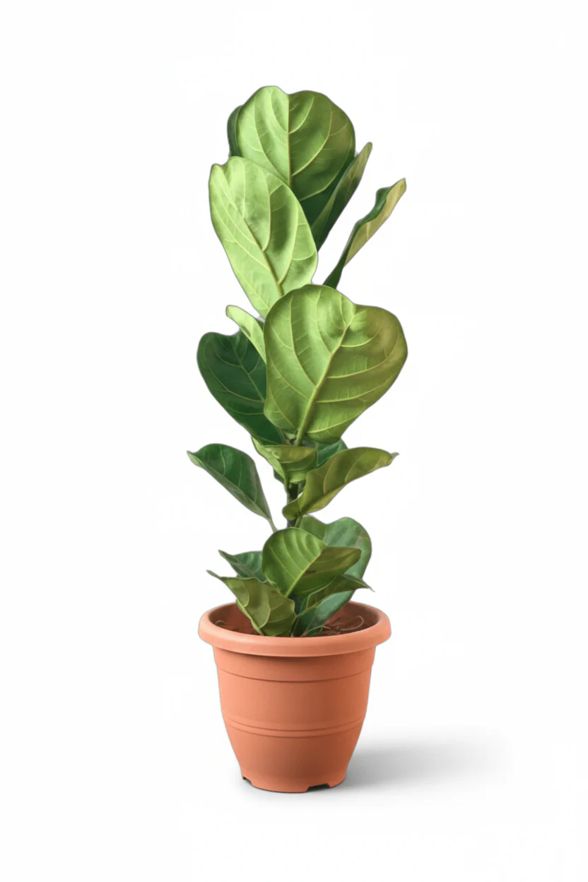 Large Ficus Lyrata - Image 8