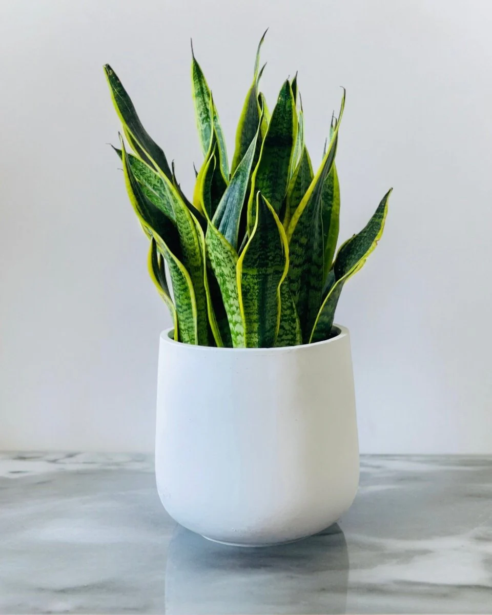 Goblet Pot - Large - Image 3