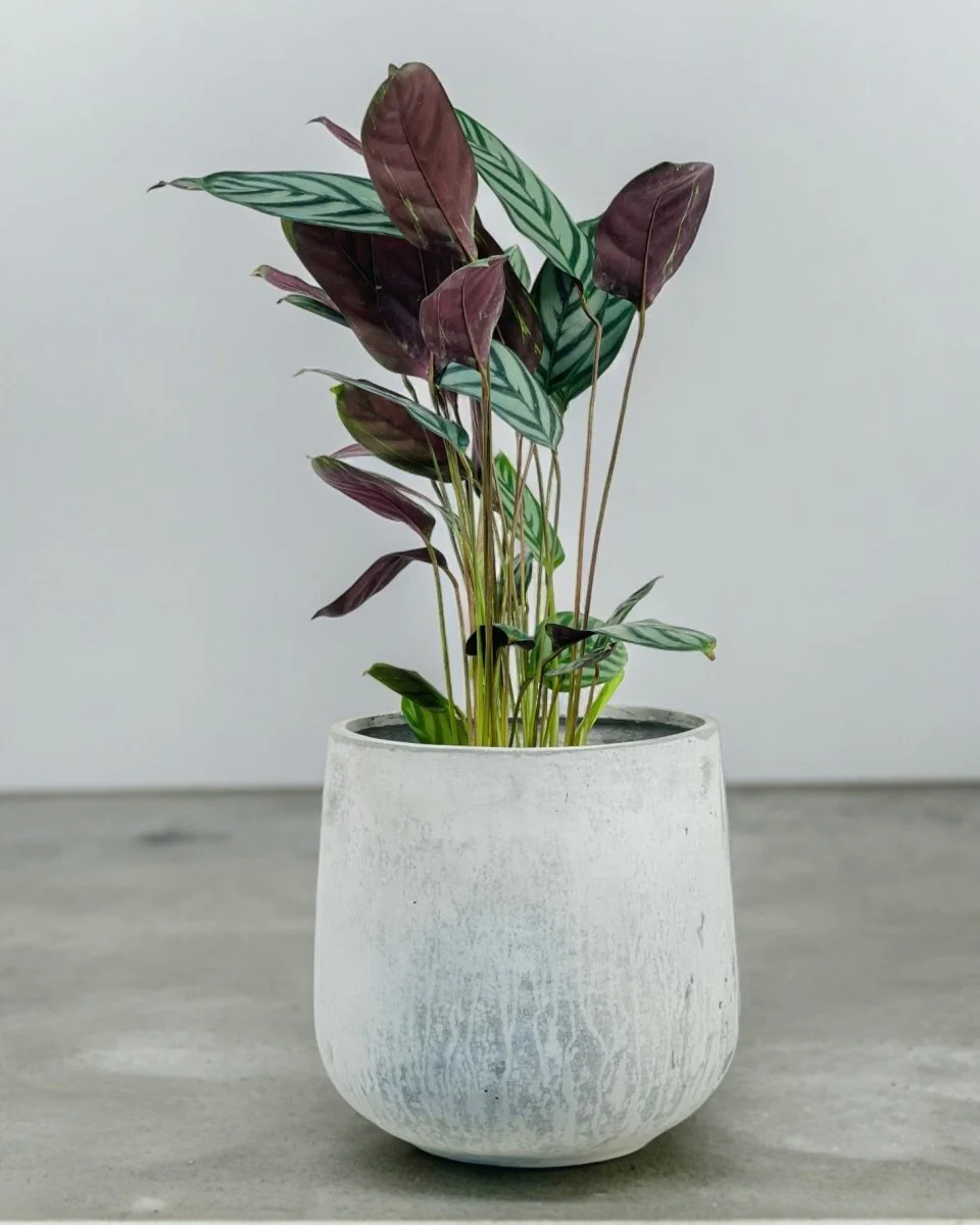 Goblet Pot - Large - Image 4