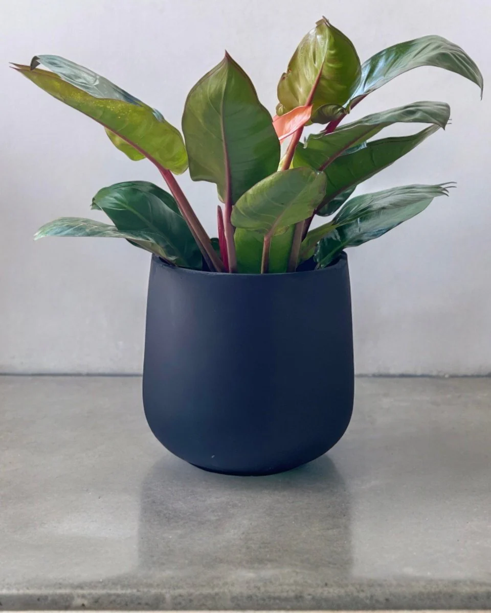 Goblet Pot - Large - Image 5