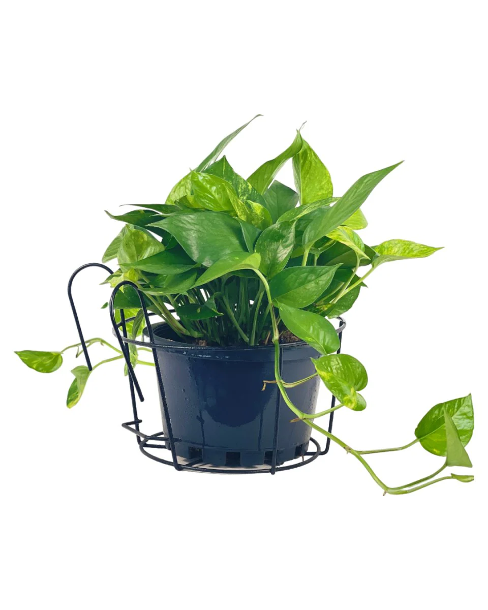 Hanging Rack - Large - Image 3