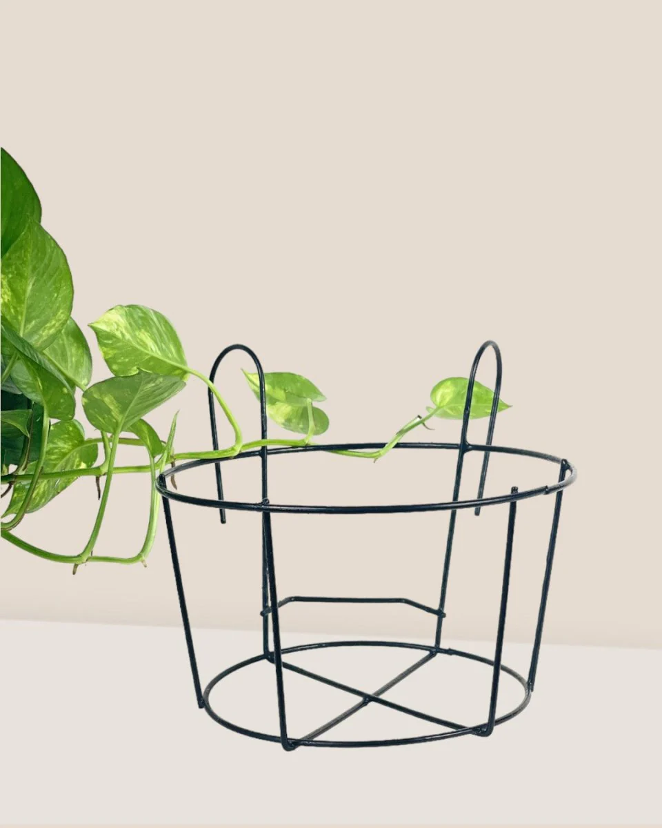 Hanging Rack - Large - Image 5