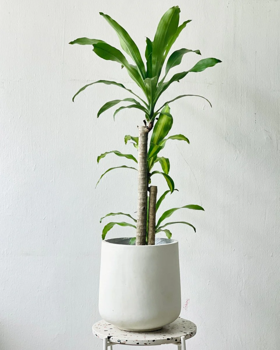 Luna Cylinder Pot - Large - Image 2