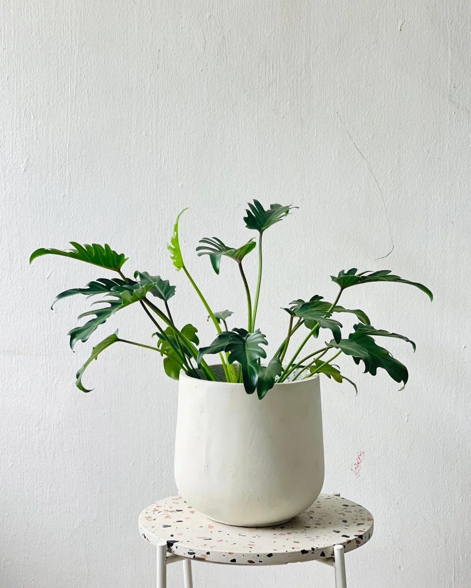 Luna Cylinder Pot - Large - Image 3