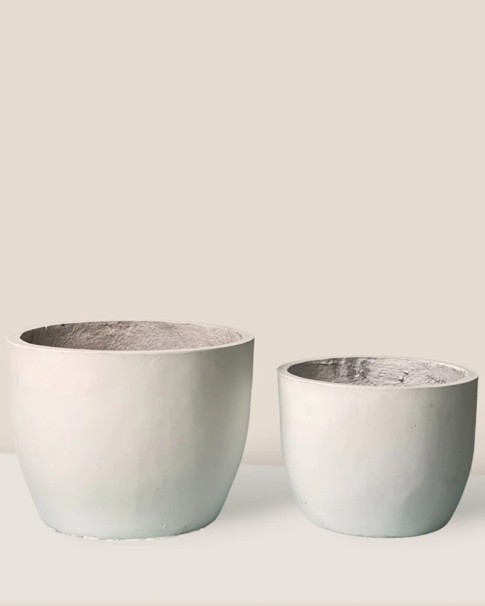 Lyra - Large - Image 3