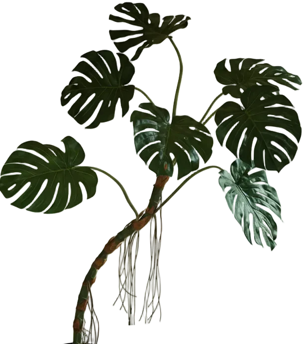 Large Monstera (Life-like Artificial) - Image 13