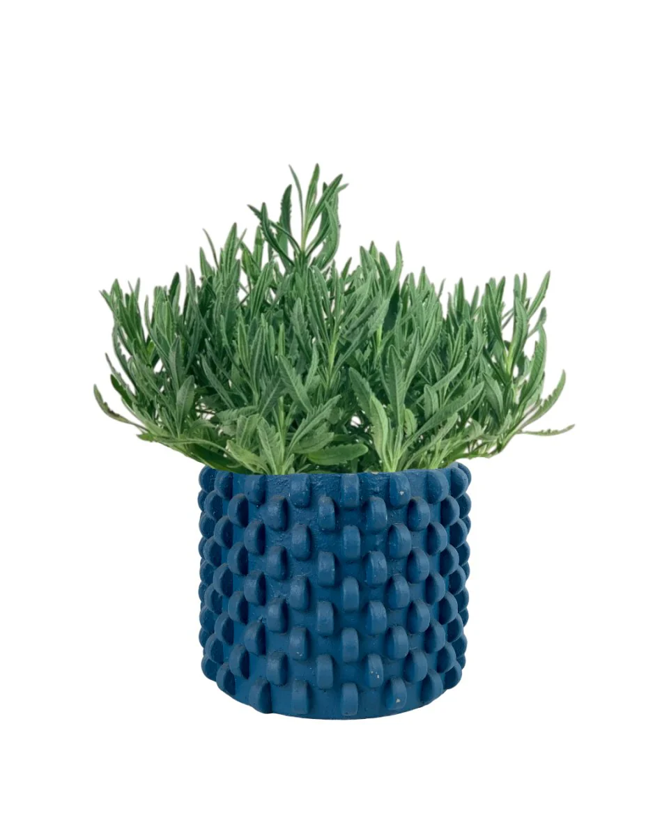 Lavender - Image 10