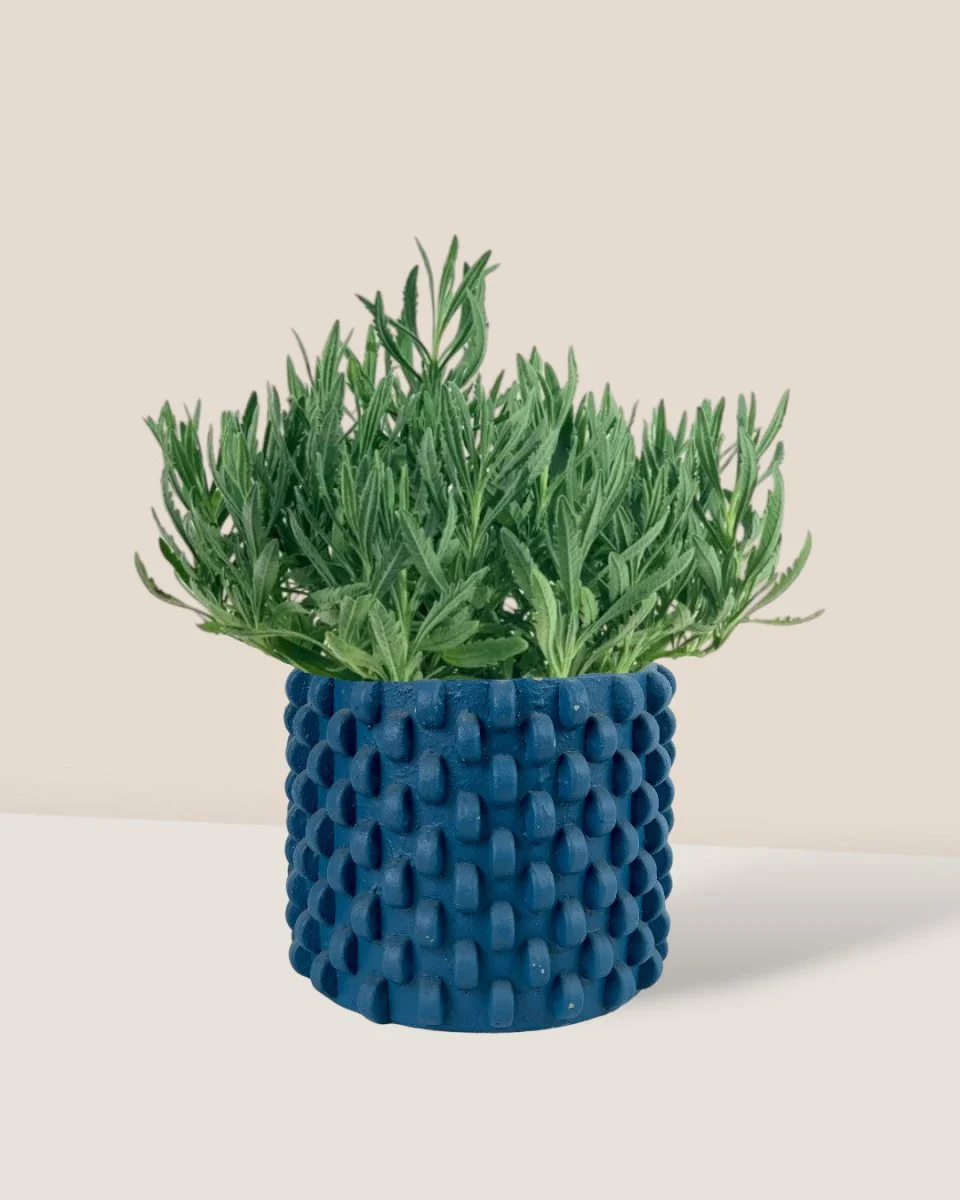 Lavender - Image 11