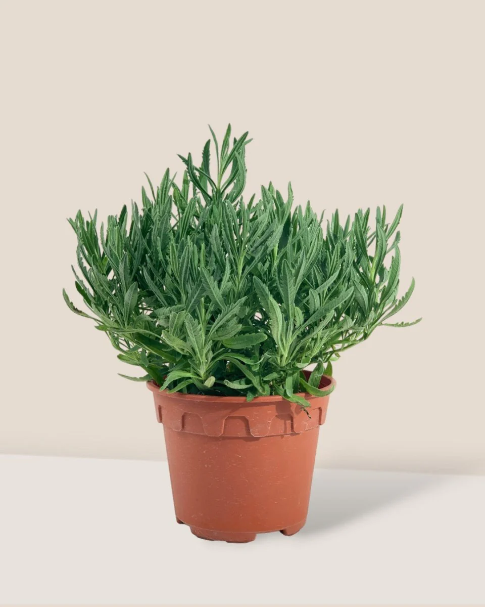 Lavender - Image 12