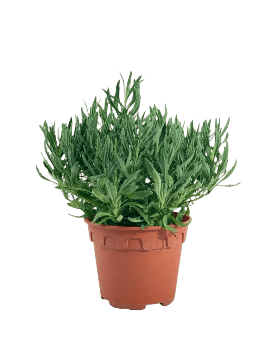 Lavender - Image 13