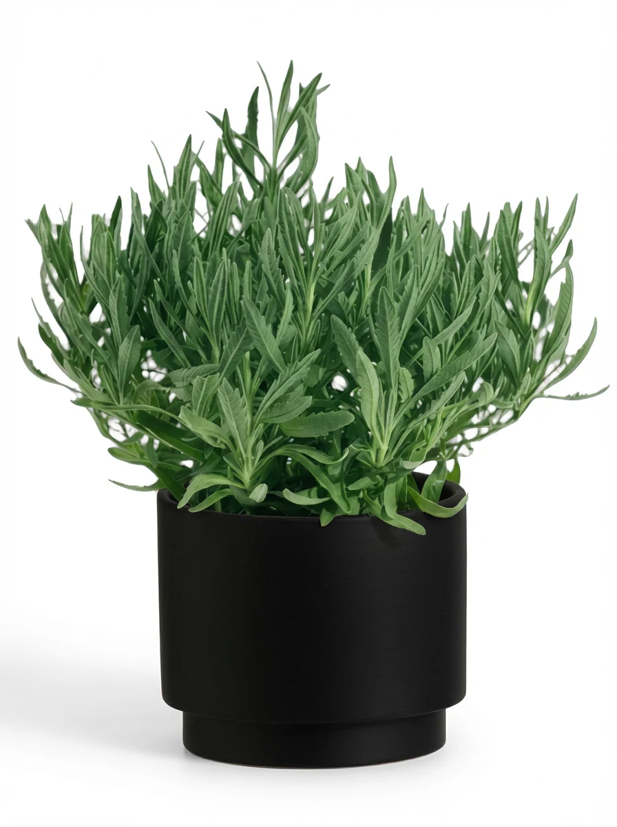 Lavender - Image 6