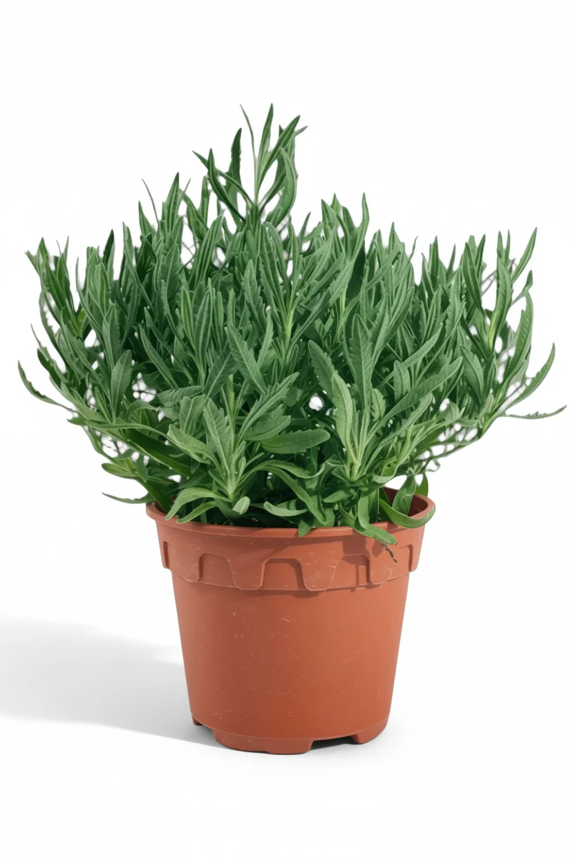 Lavender - Image 7