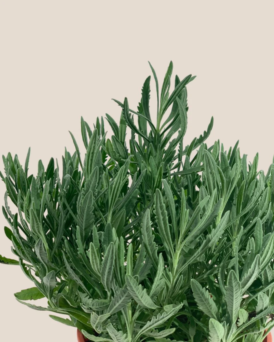 Lavender - Image 8