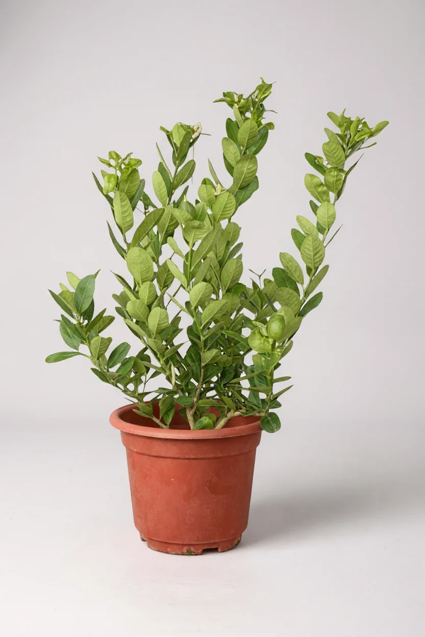 Lemon Tree - Petite - Image 4