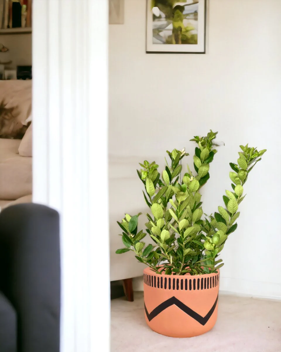 Lemon Tree - Petite - Image 5